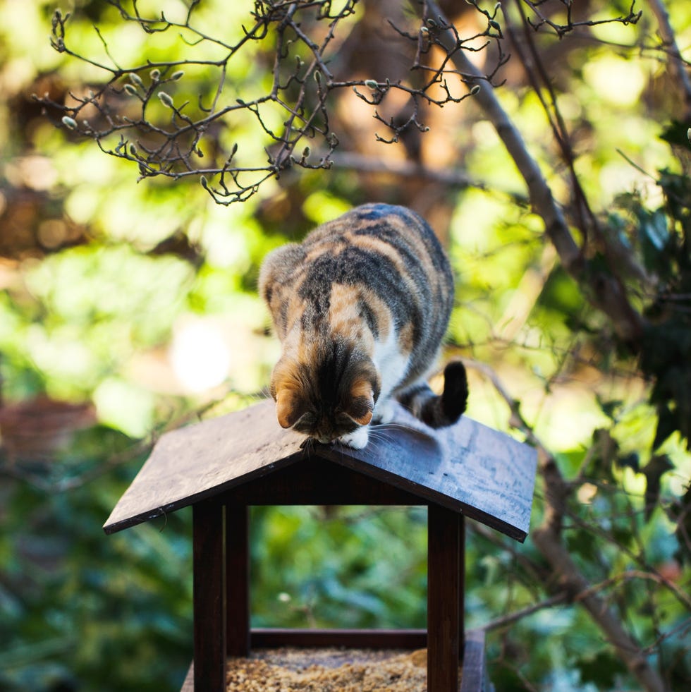 cat stands on the roof of a bird feeder in garden. cat stands on the roof of a bird feeder in garden.