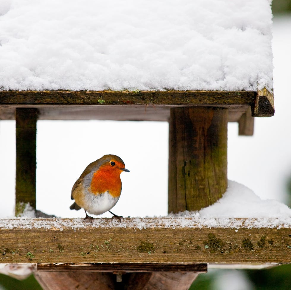 Robin at a snowy bird feeder in winter a red robin at a snow covered bird house in winter photo has short depth of field and space for your text