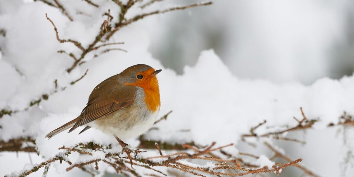 How To Care For Robins With Festive Leftovers This December How To Care For Robins With Festive Leftovers This December