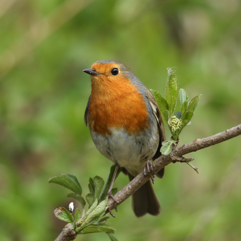 A Robin (Erithacus rubecula) perched on a branch of a Elderberry tree in bud. a robin (erithacus rubecula) perched on a branch of a elderberry tree in bud.