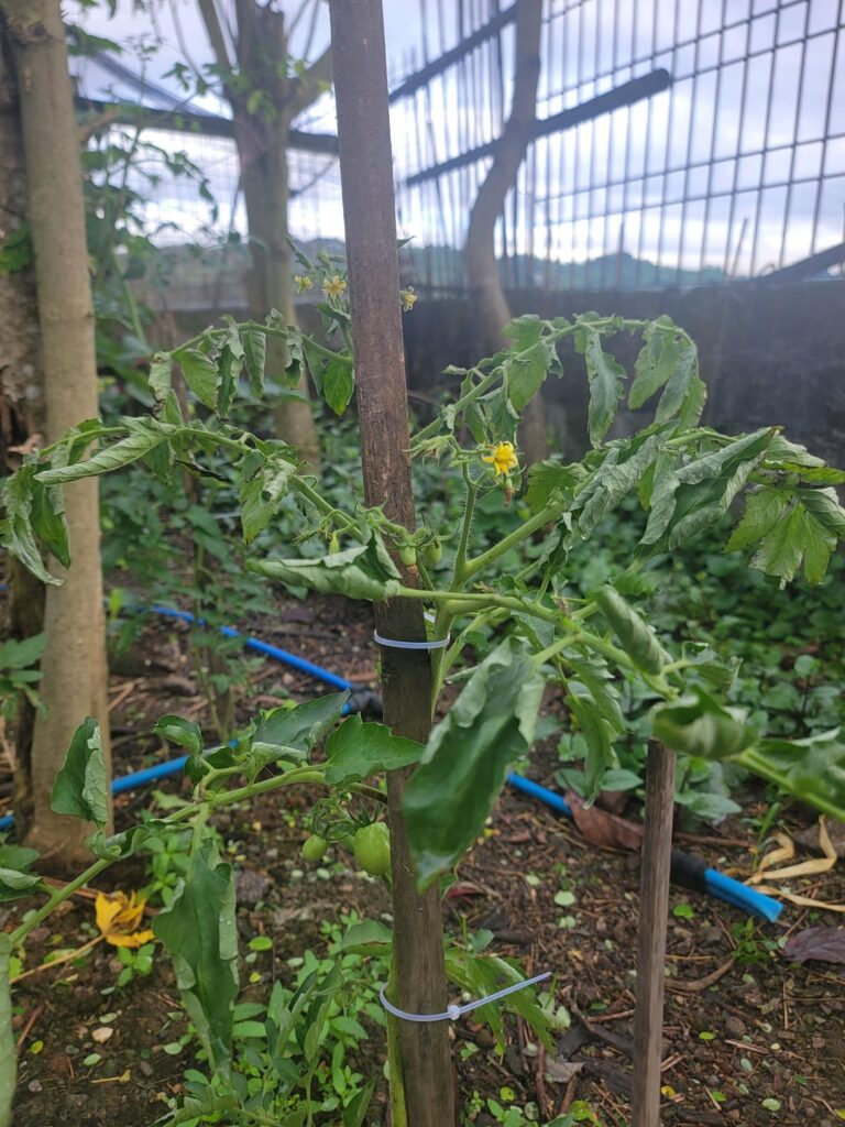 What's wrong with my tomato?