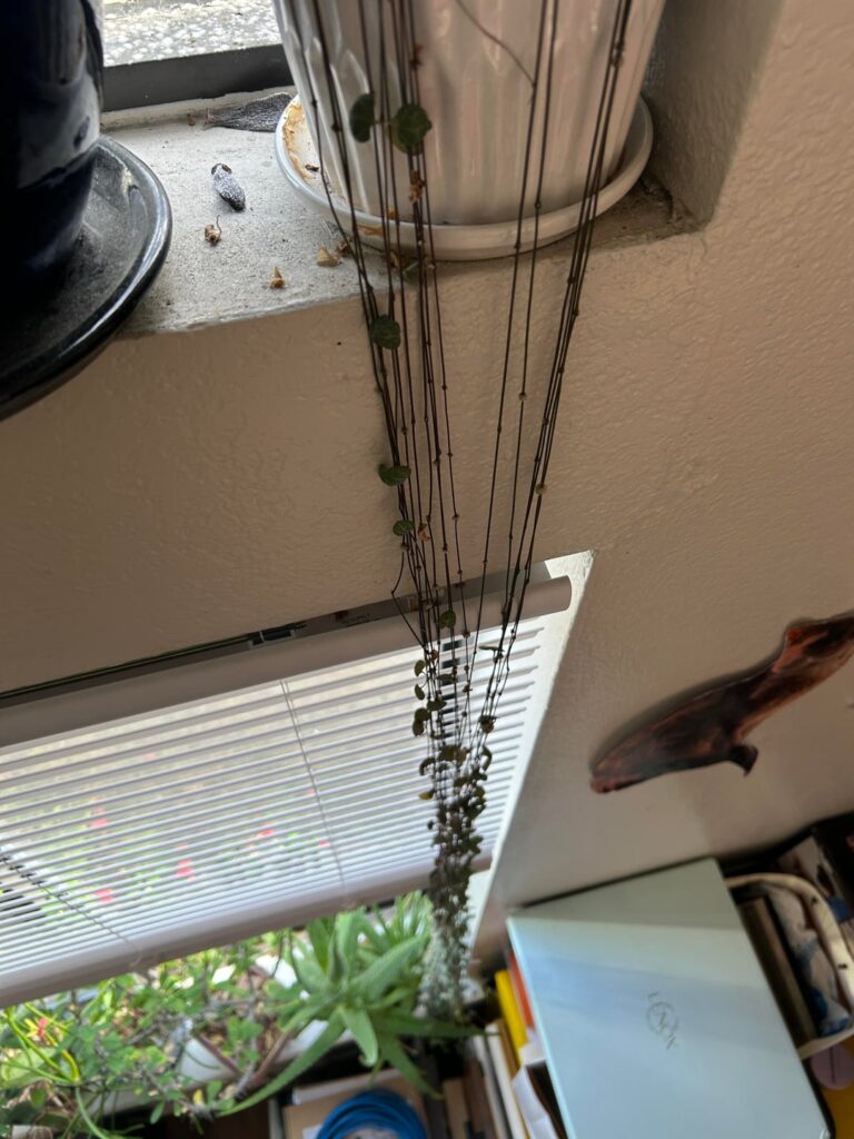 I once thought 8 feet of hang would be enough for my String of Hearts, but blooms must mean she’s happy.