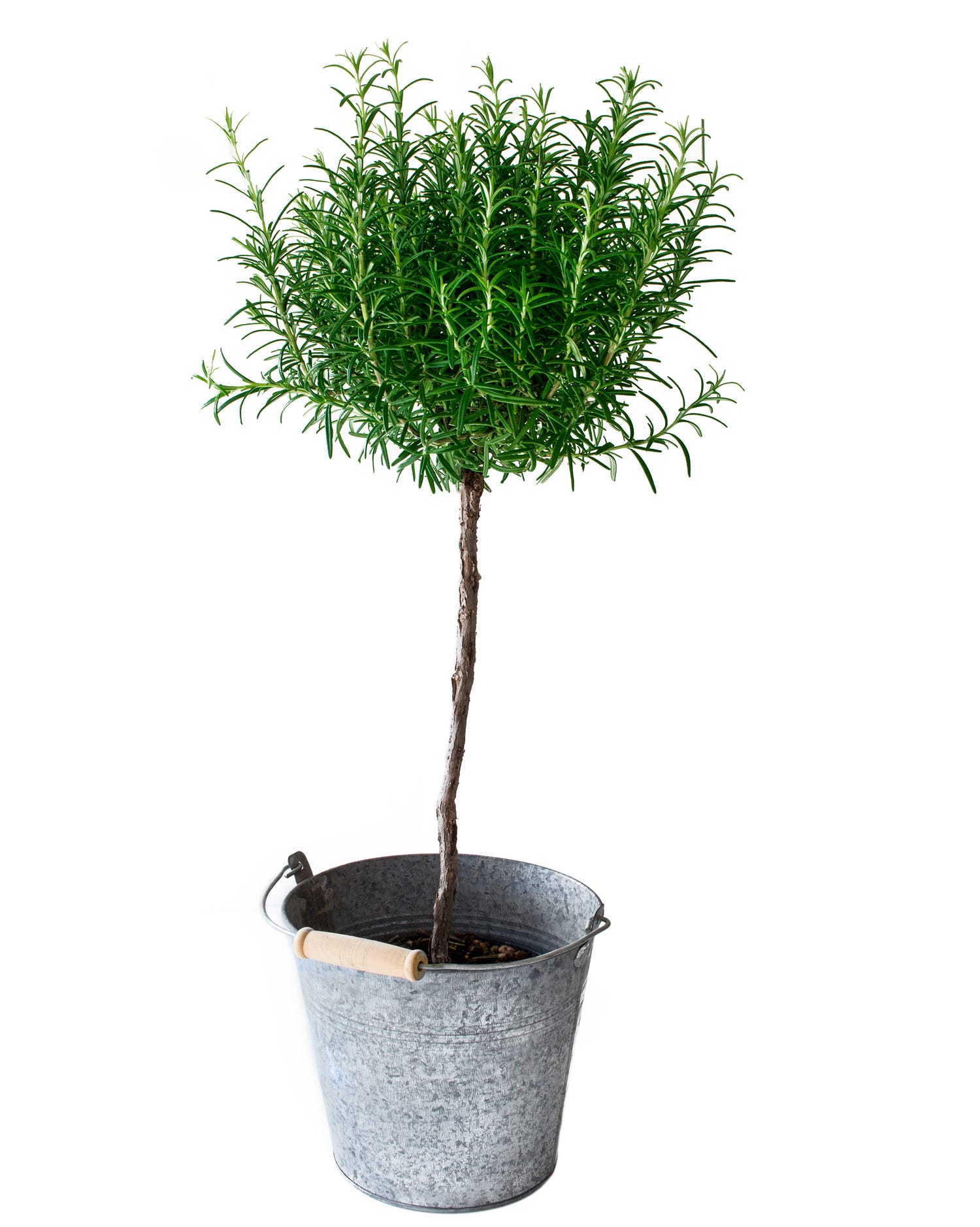 rosemary christmas plant