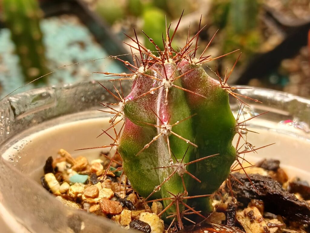 Stenocereus I believe