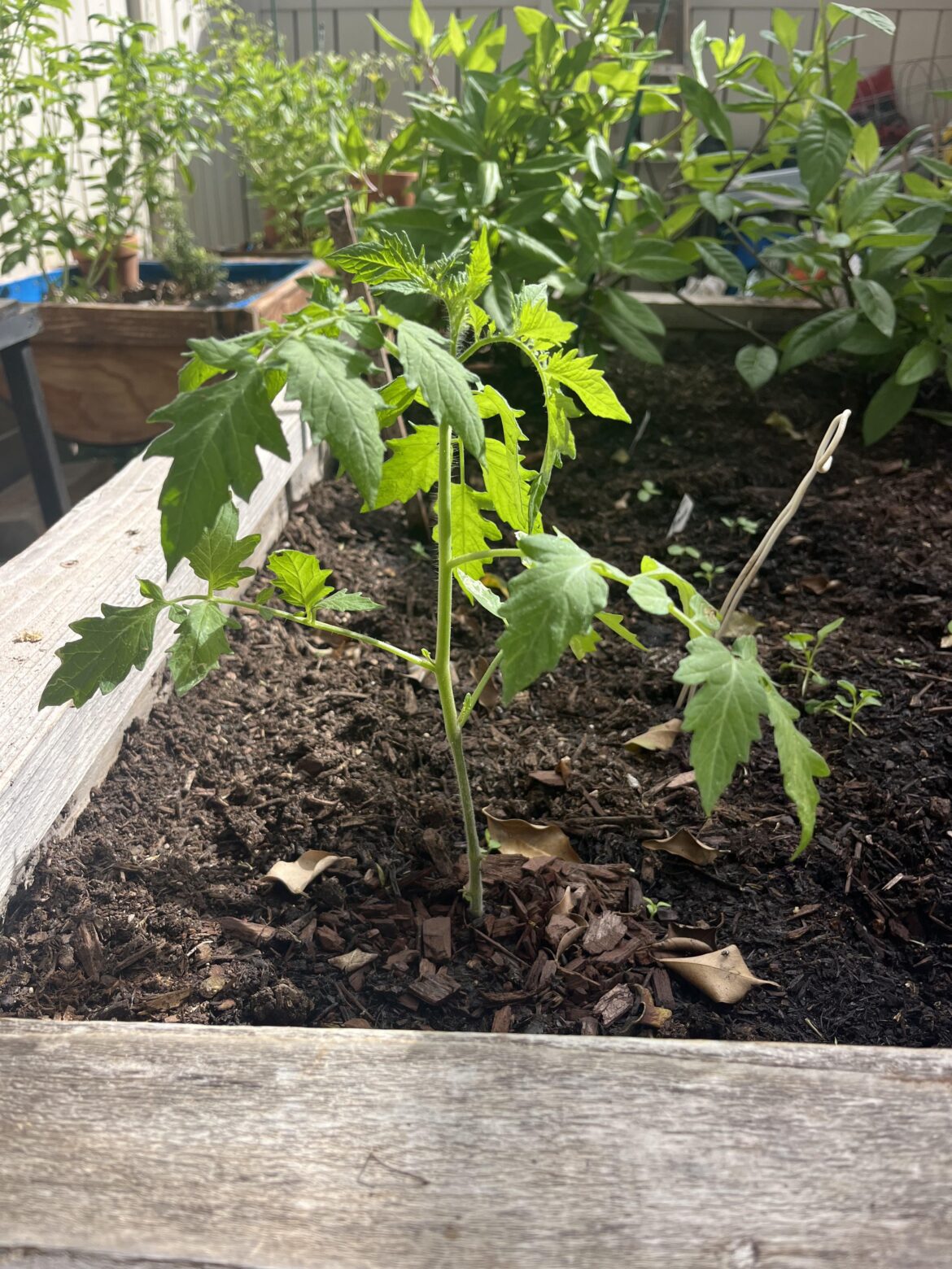 Prune cherry tomatoes? Prune cherry tomatoes?