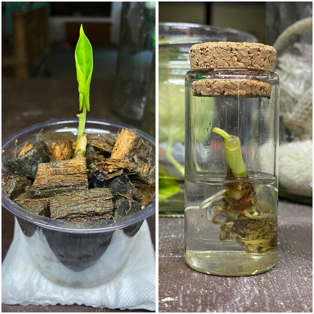Alocasia Frydek rhizome revival before and after
