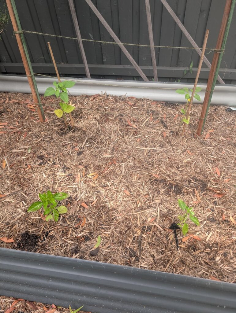 Replanted to garden bed but my seedlings are doing better. Why? Replanted to garden bed but my seedlings are doing better. Why?