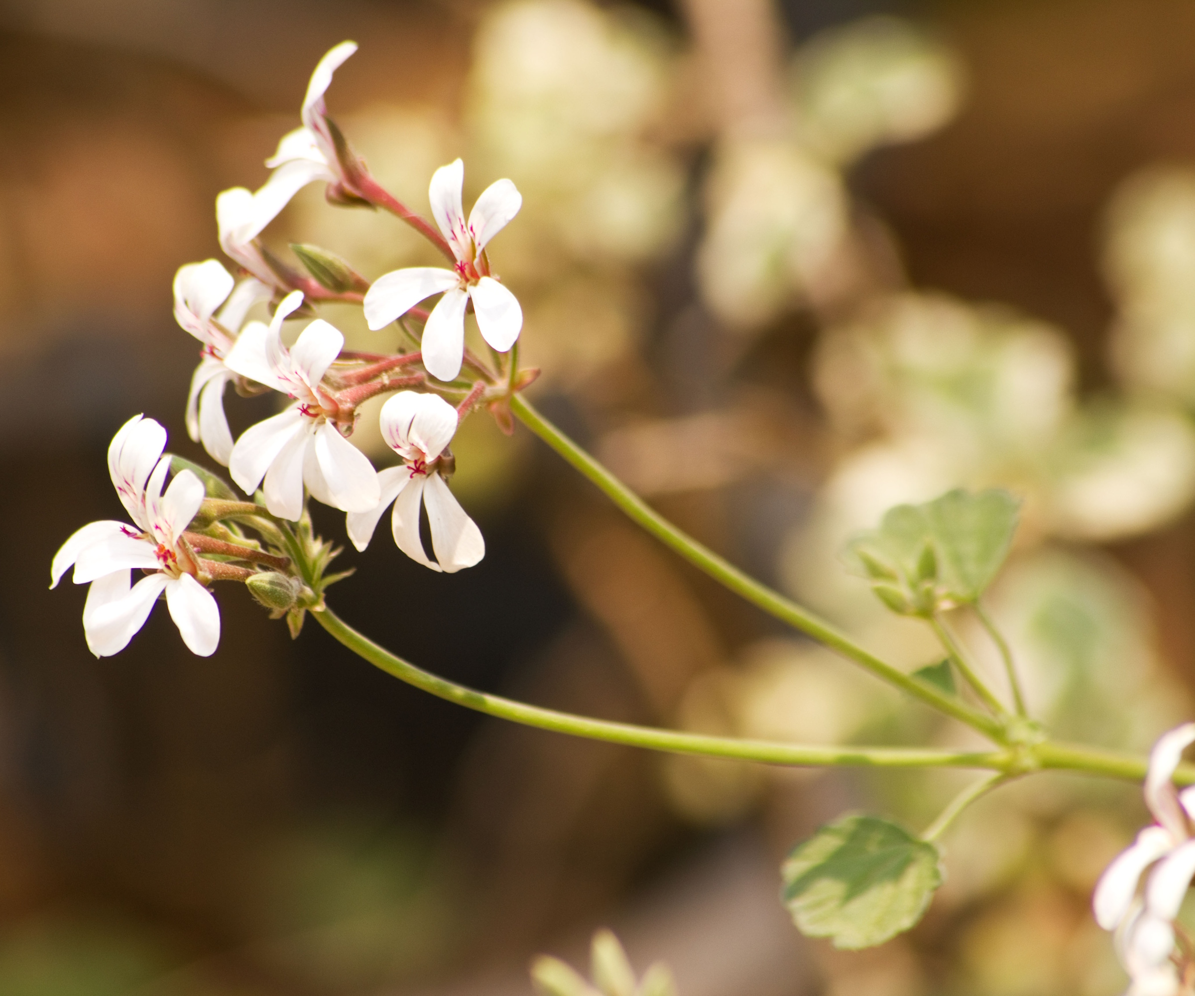 Scented Geranium &lsquo;Nutmeg&rsquo; flowers