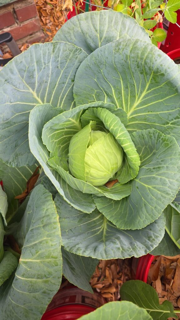 The center is pretty hard but they are still kinda small, if I leave them on longer will they get bigger?