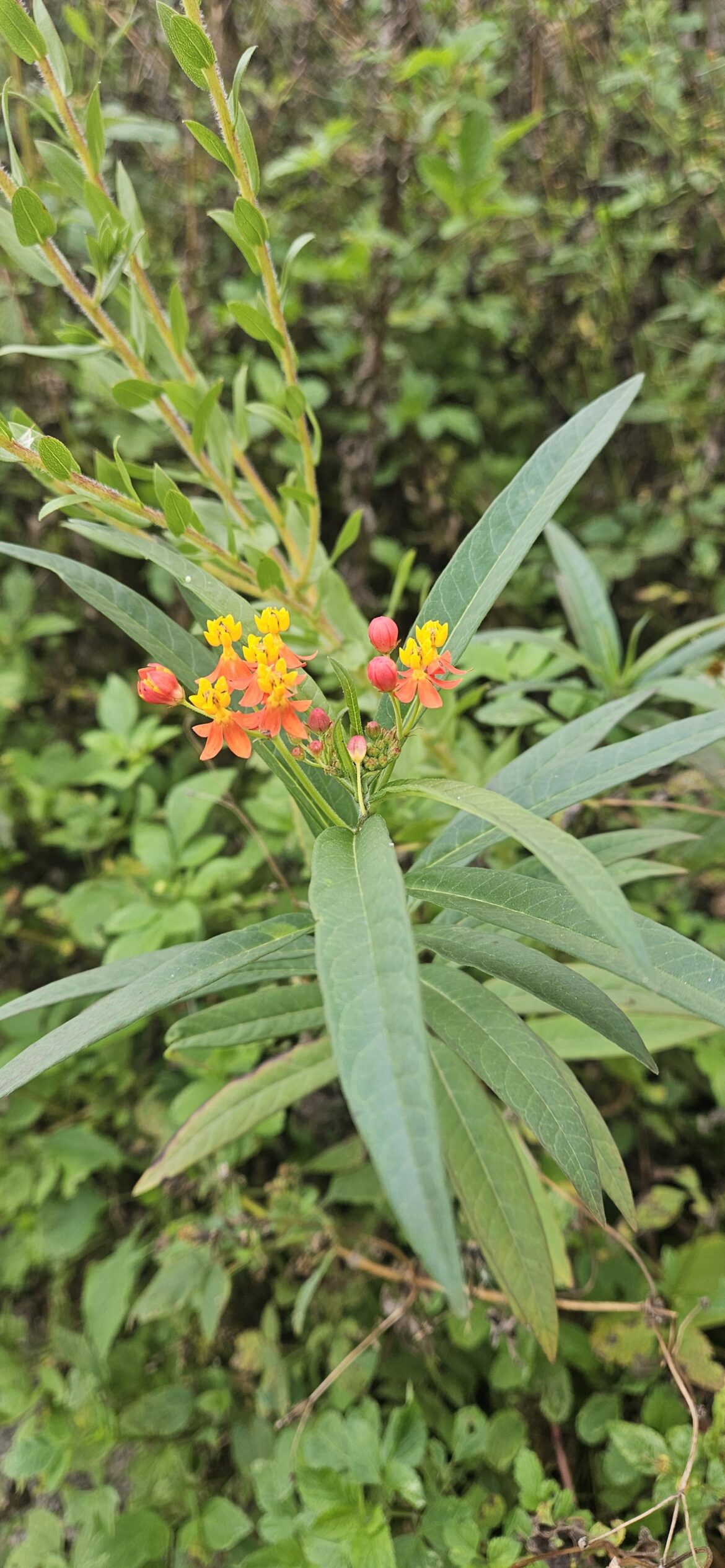 Apparently someone's got tropical milkweed (Fl)
