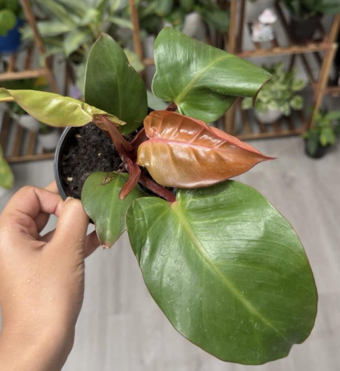 Plant identification