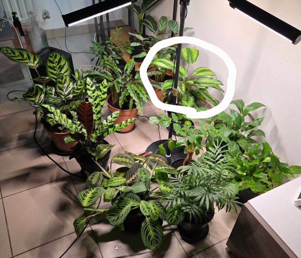 So tired of this plant