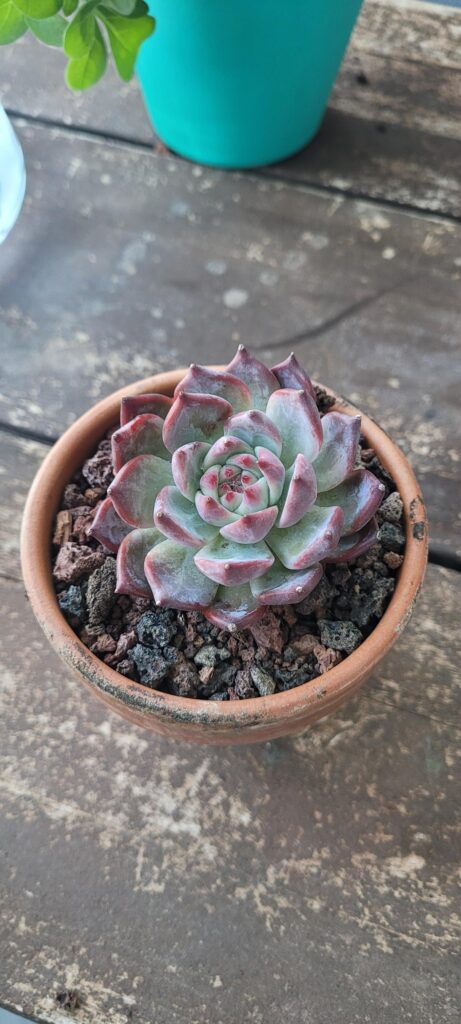 Confirming Beatrice?