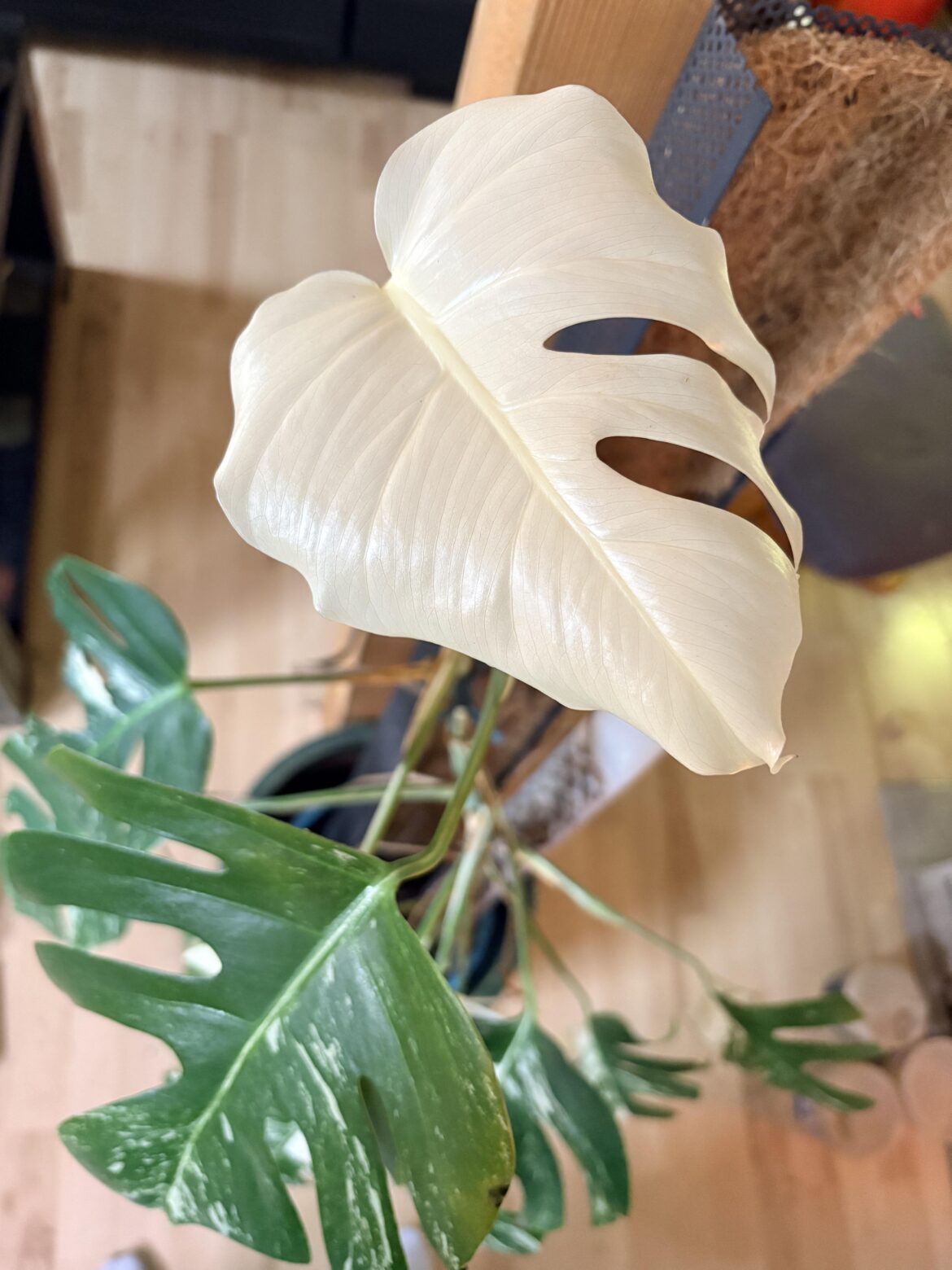 Will the monstera leaf still turn green?