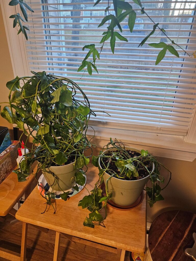 Rehabbing Glory and Georgia for my sister. Rehabbing Glory and Georgia for my sister.