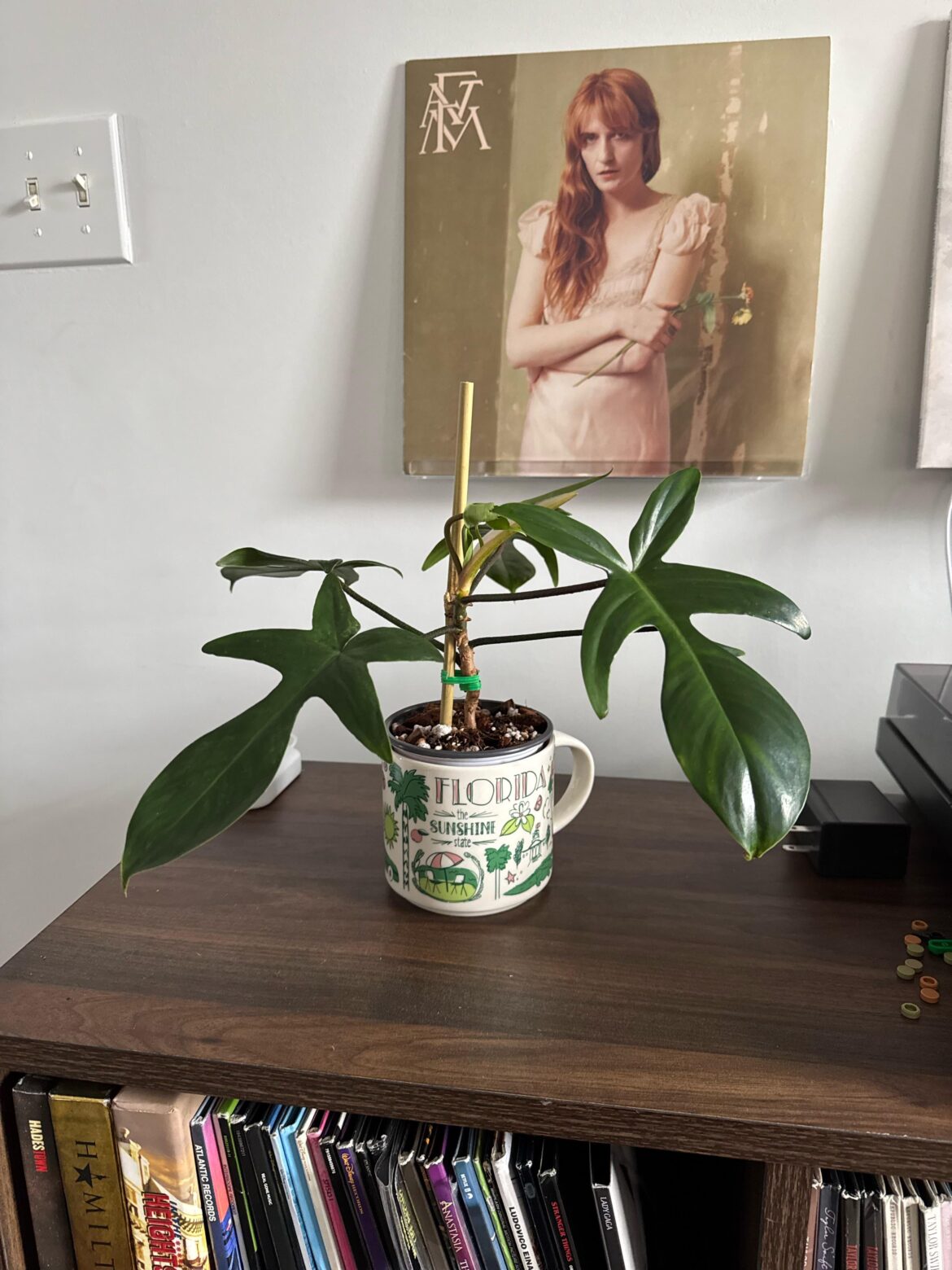 First philodendron 🪴