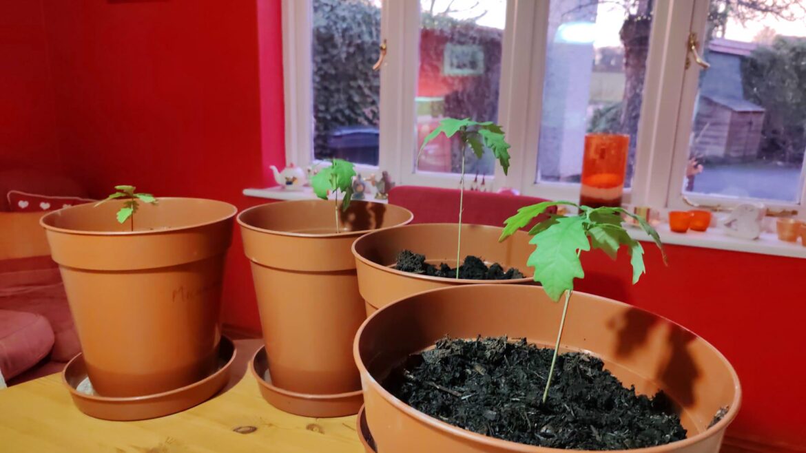 Droopy Oak Seedling Droopy Oak Seedling