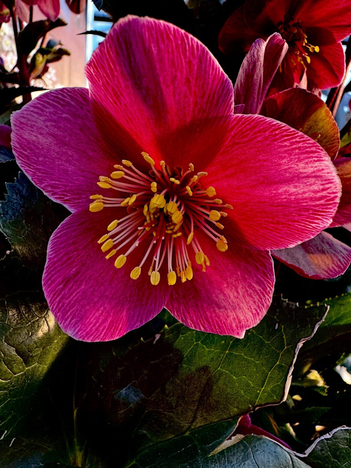 hellebore in red [ OC ]