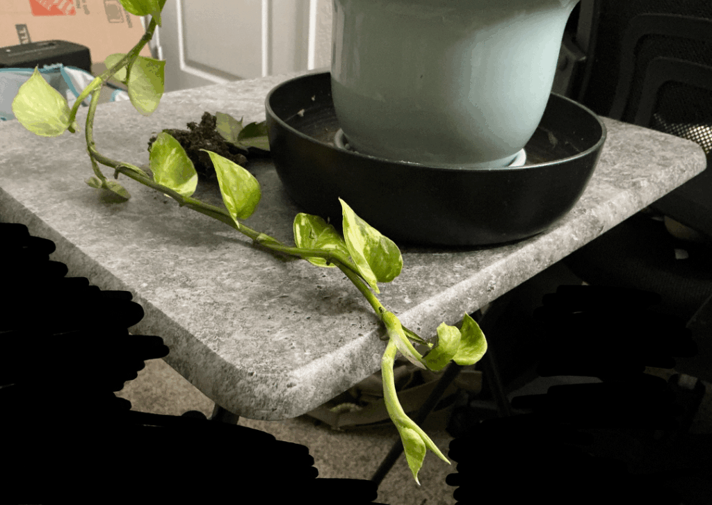 Pothos leaves have been exclusively growing deformed and in clusters for months, please help!