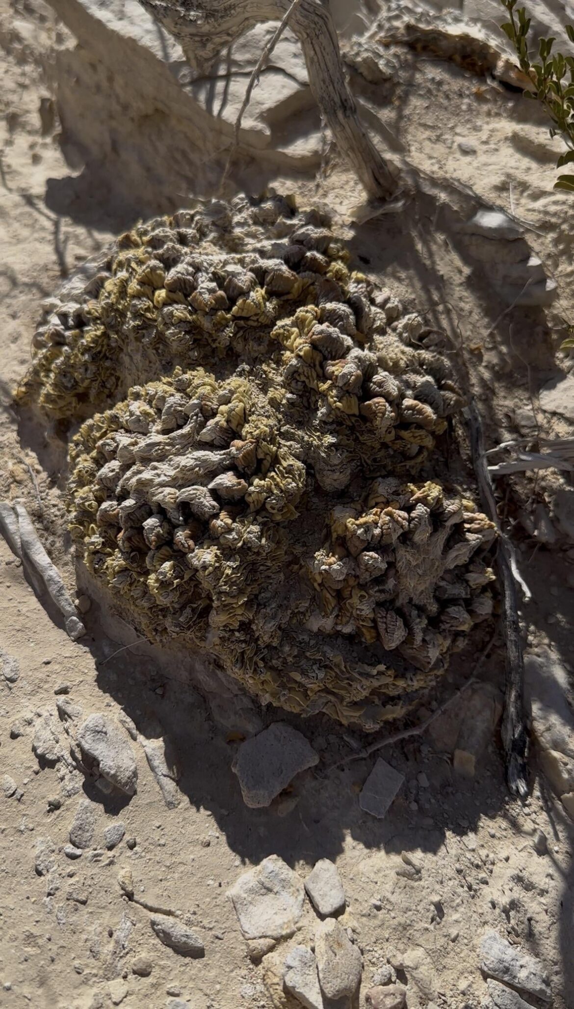 Living Rock Cactus (Ariocarpus fissuratus)