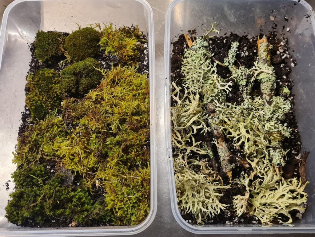 What mosses do I have here?