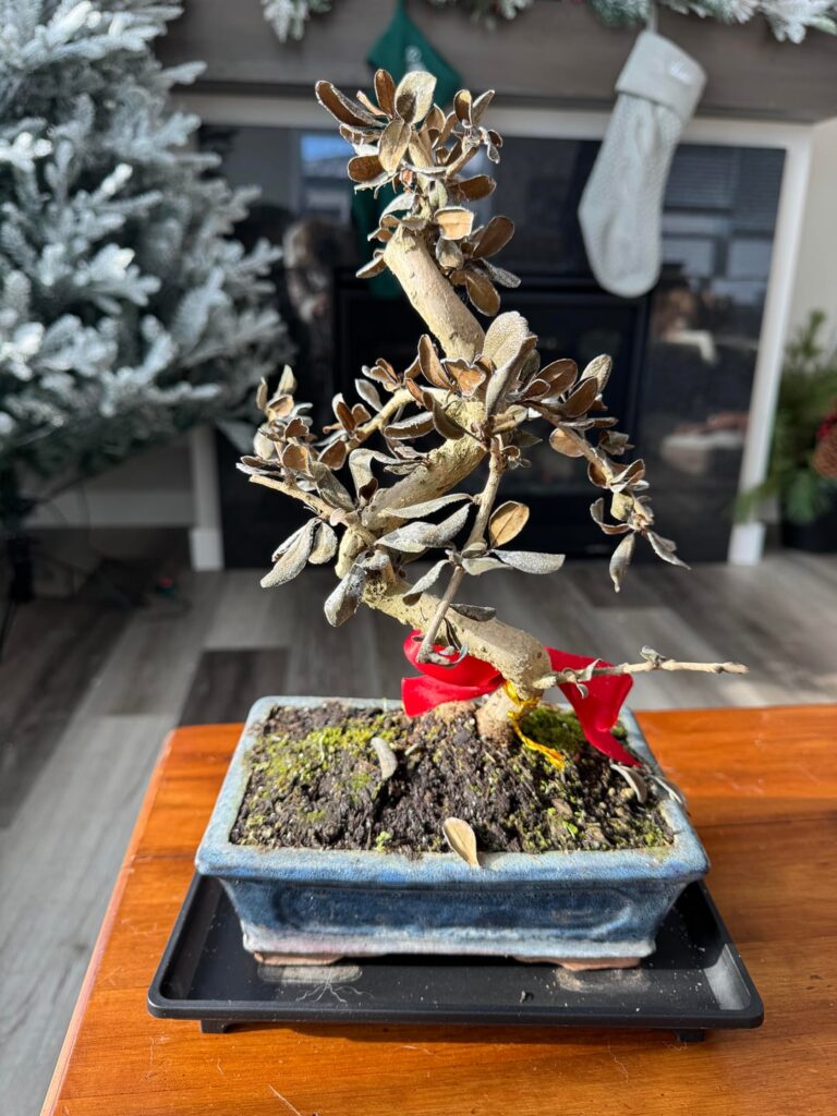 Horrible Experience with Eastern Leaf Bonsai Horrible Experience with Eastern Leaf Bonsai