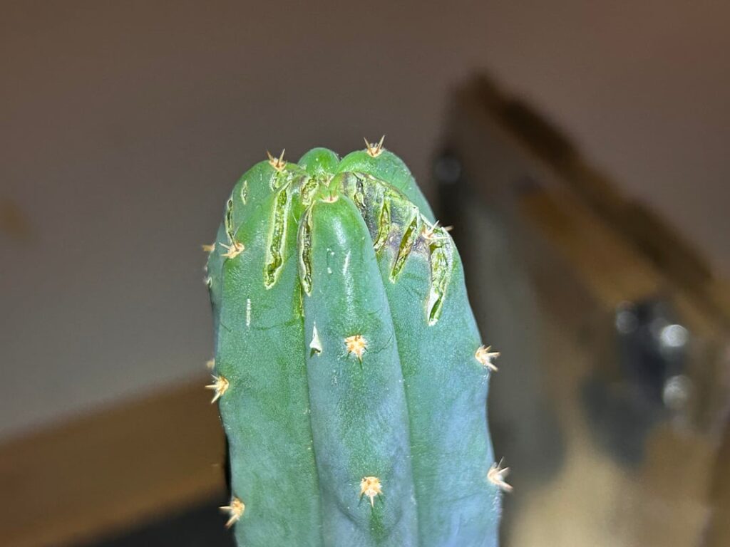 Cats did a number on my cac. What should I do? Winter time here in GA