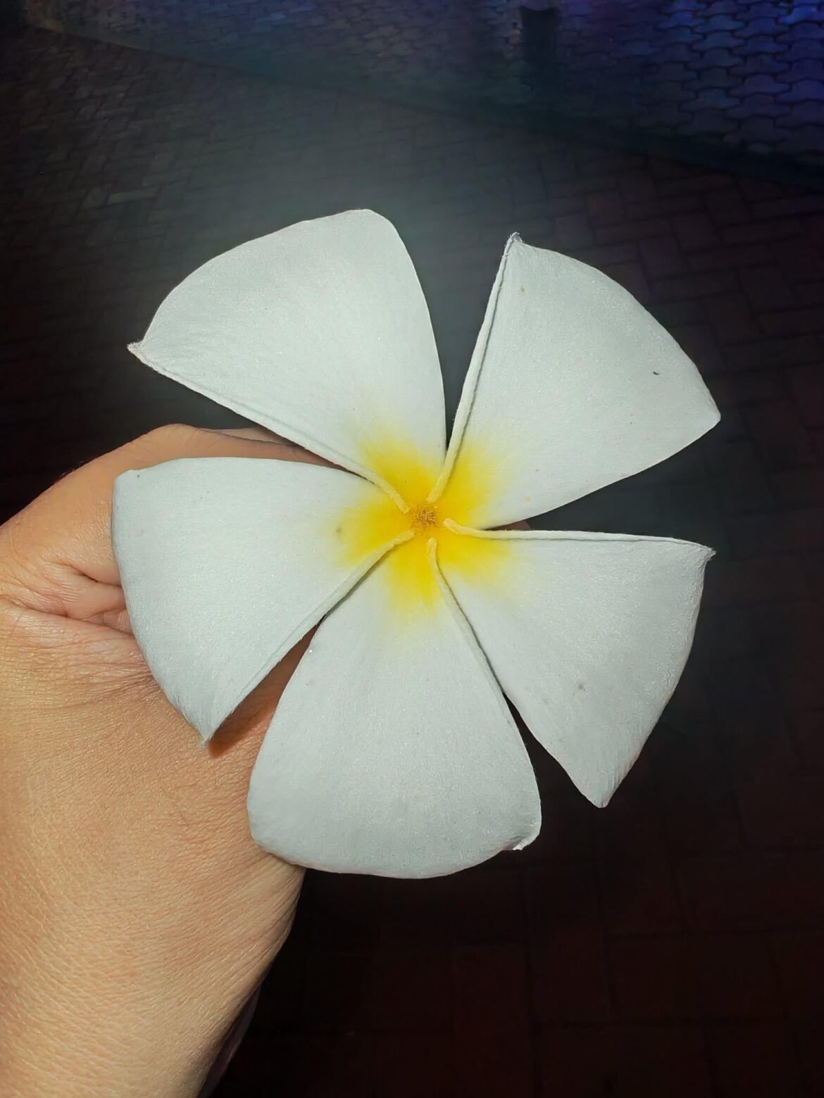 What flower is this? It fell from a big tree.