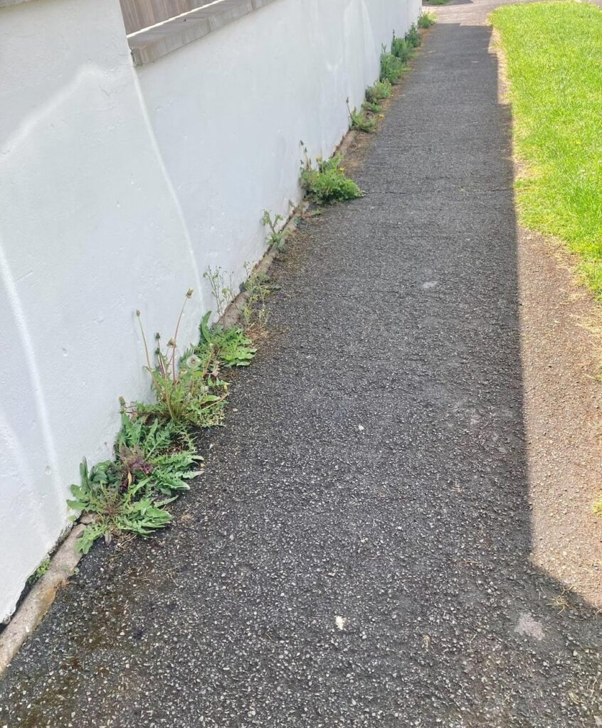 Poppies instead of pavement weeds?! Poppies instead of pavement weeds?!