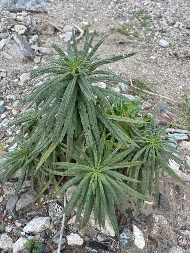 ID request for this pungent plant found growing plentifully along a creek in the San Gabriel Mountains, Southern California