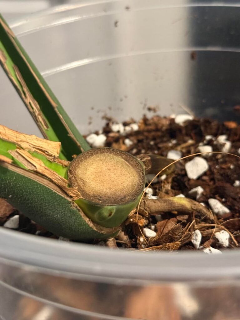 Monstera prop opinions 😅 Monstera prop opinions 😅