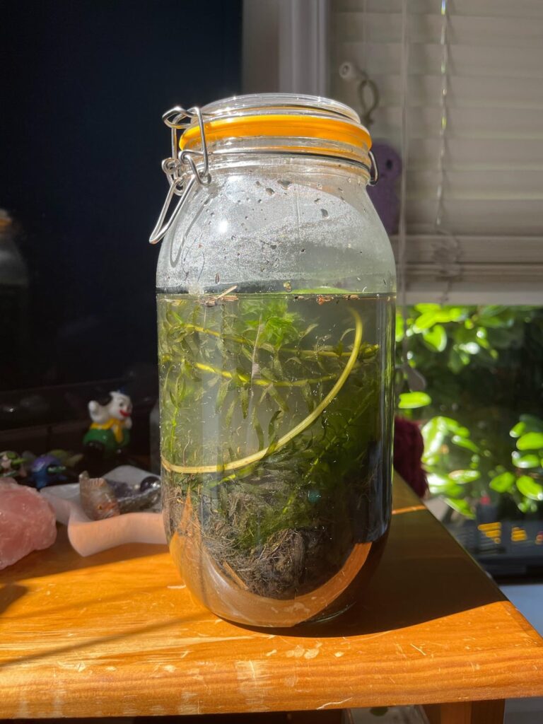 First Ecosphere!