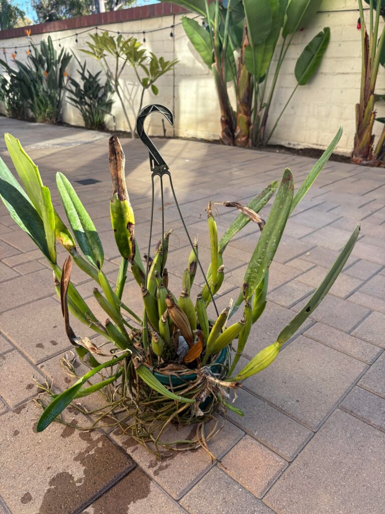 Journey with me… rejuvenating multiple-award winning specimen Cattleyas (20+ years old plants) Journey with me… rejuvenating multiple-award winning specimen Cattleyas (20+ years old plants)