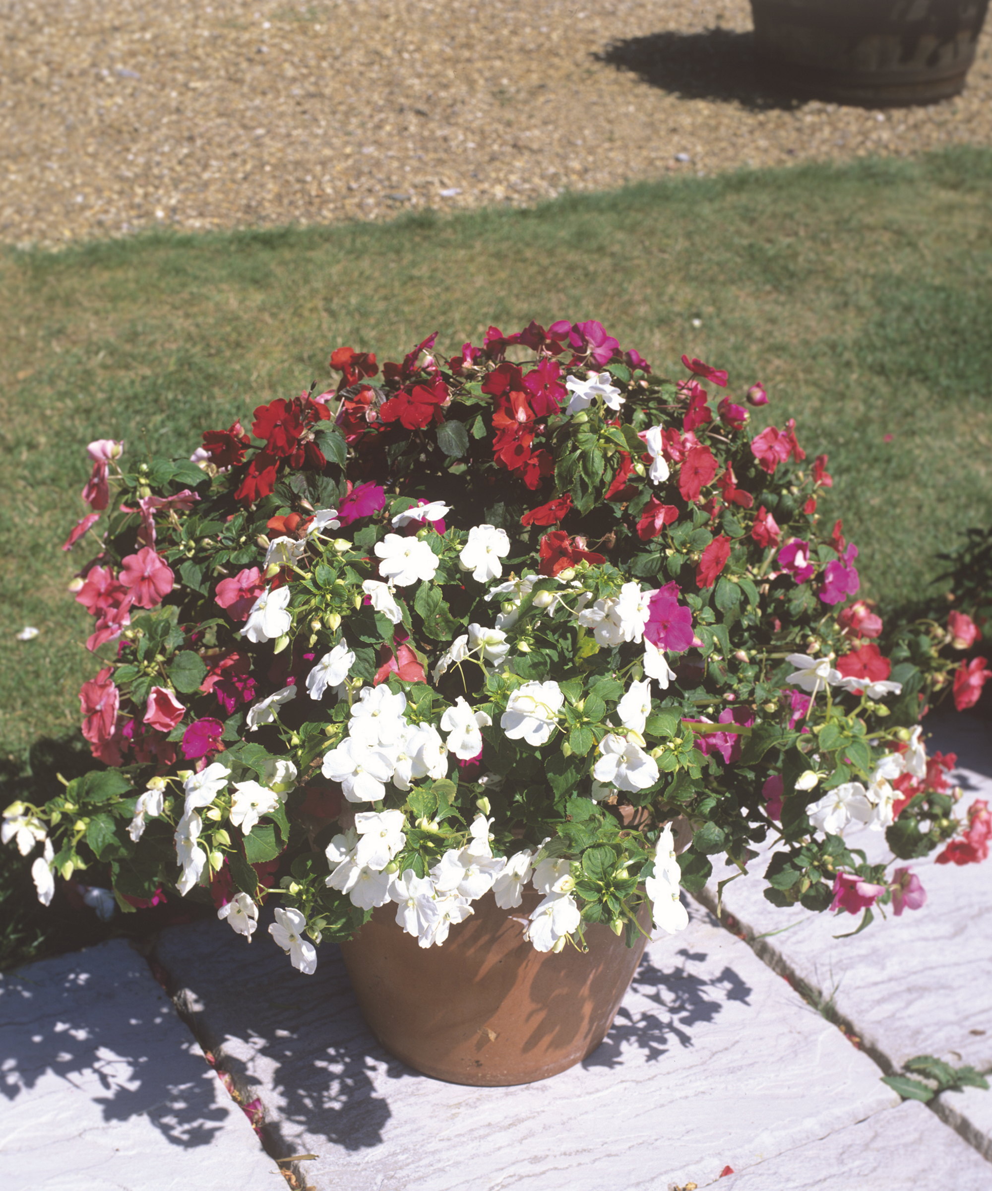 Colourful impatiens blooming in shades of red, white, and purple in a terracotta pot on a patio