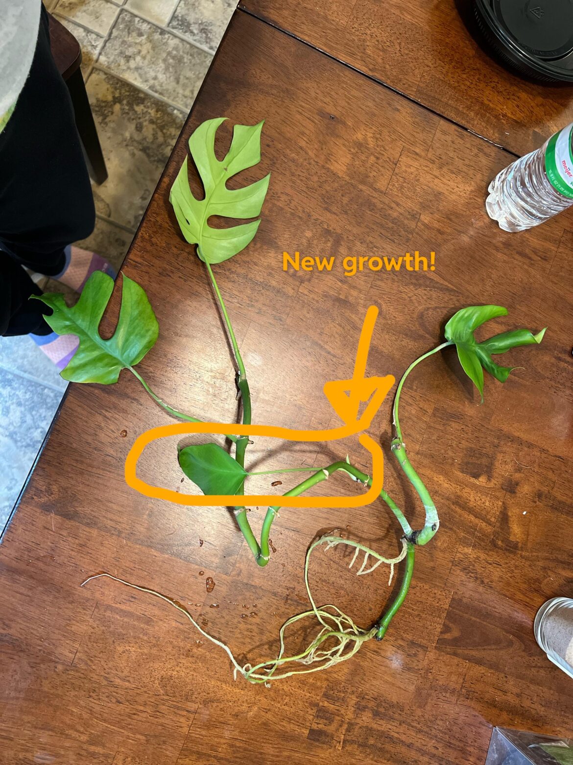 Can you help me identify the parts and how/where to make cuttings?