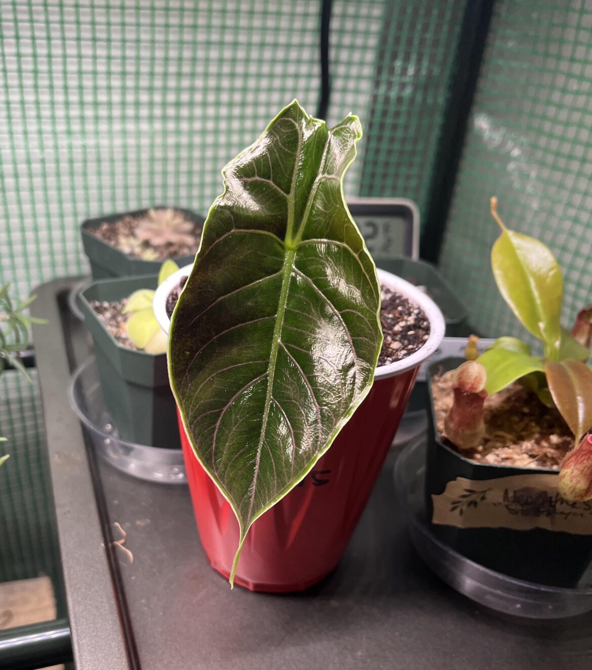 UPDATE: Ecuagenera rehab fiasco