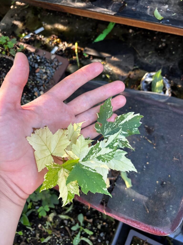 I found a beautiful variegated sugar maple!🍁