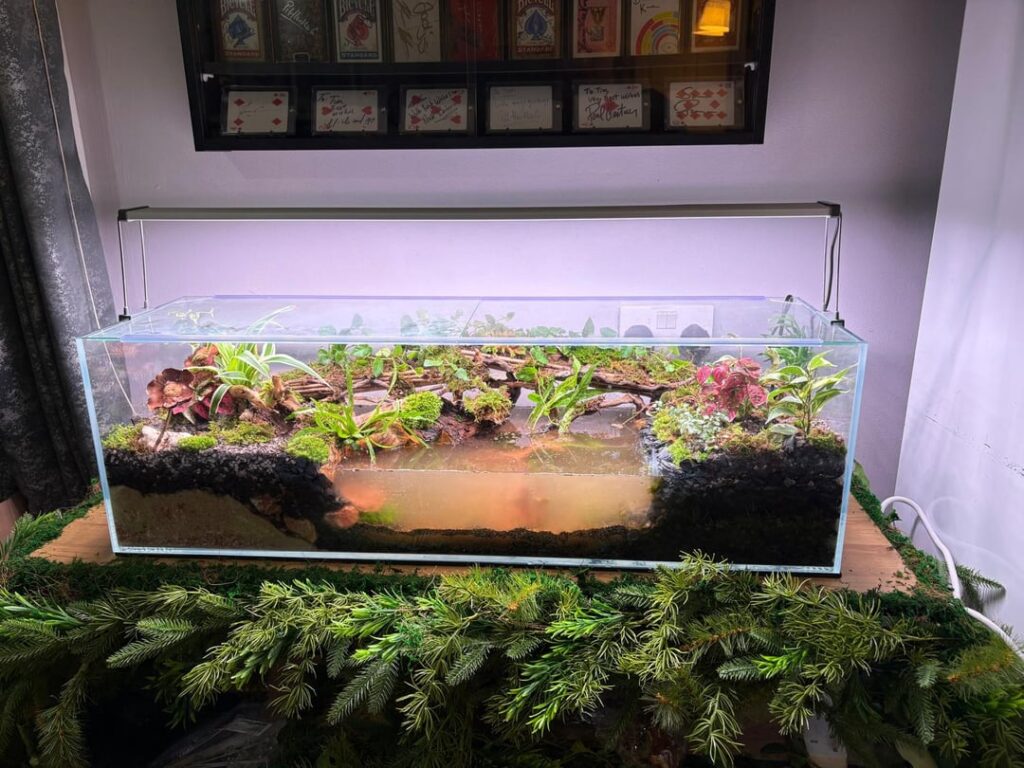 My first Paludarium is finished, waiting for water now