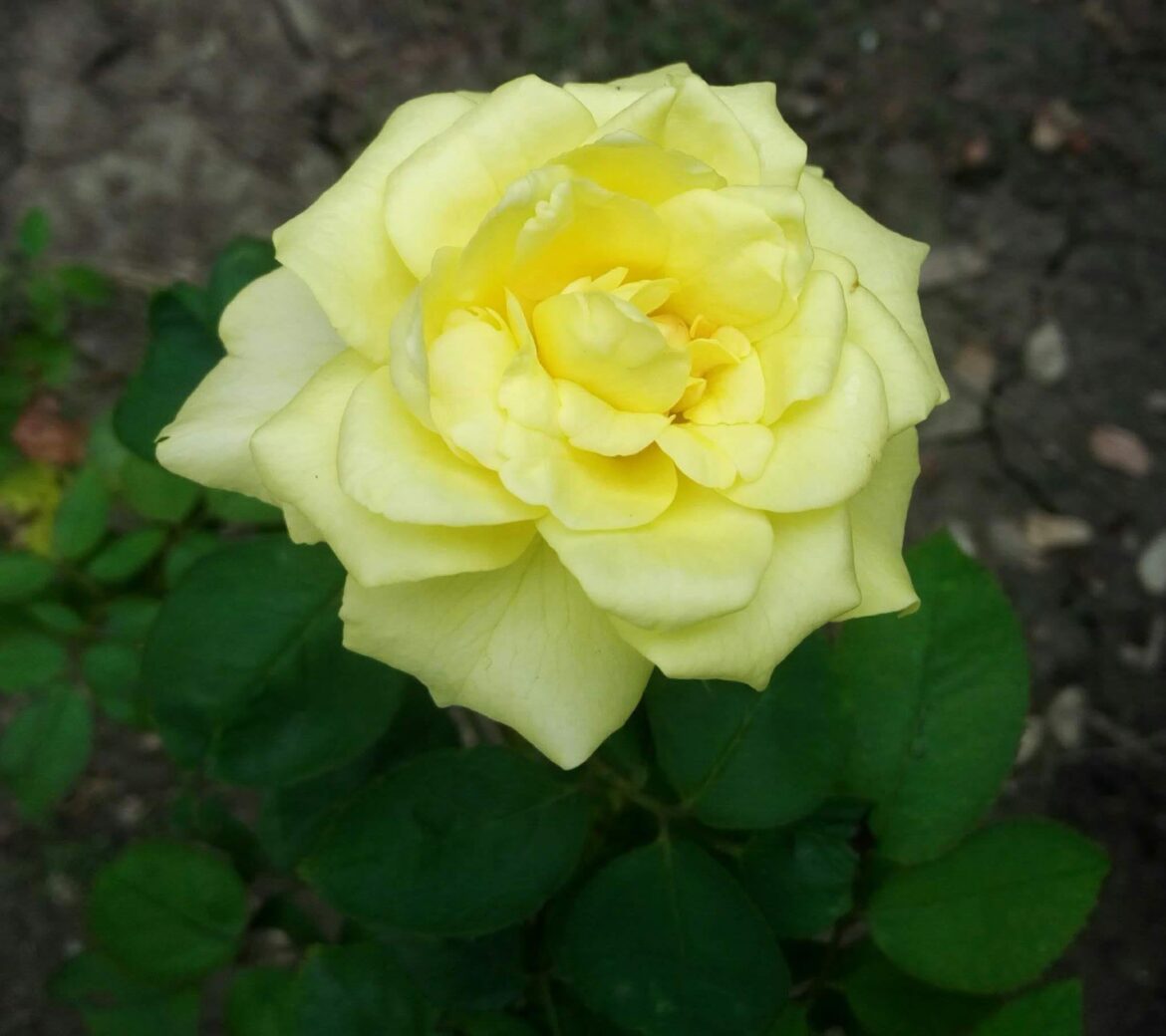 Yellow Rose [OC]