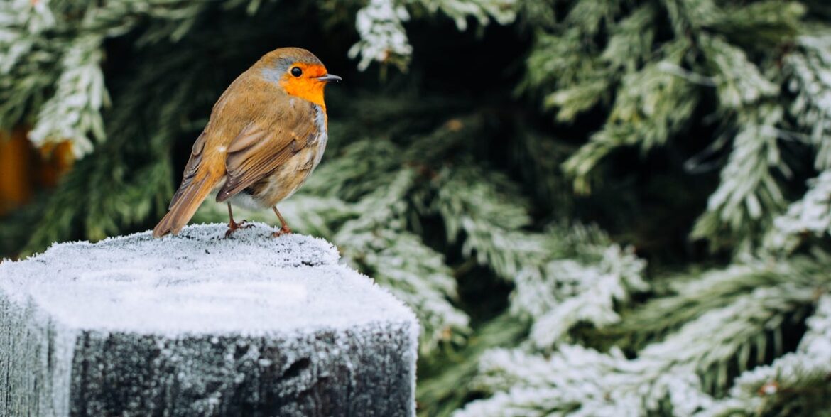 Want Robins In Your Garden? Leave It A Little Messy