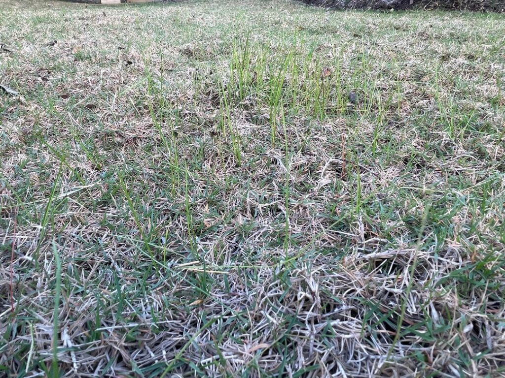 Help my lawn please