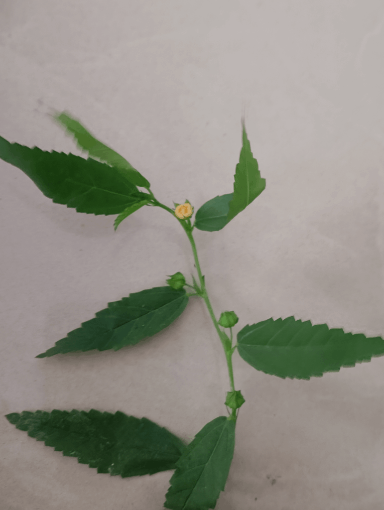 Does anyone know the name of this plant.