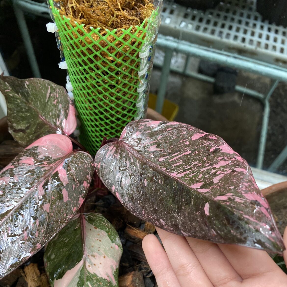 Leaves are a bit softer a few days after changing the substrate to a more aerated mix? Am I just under watering or what?