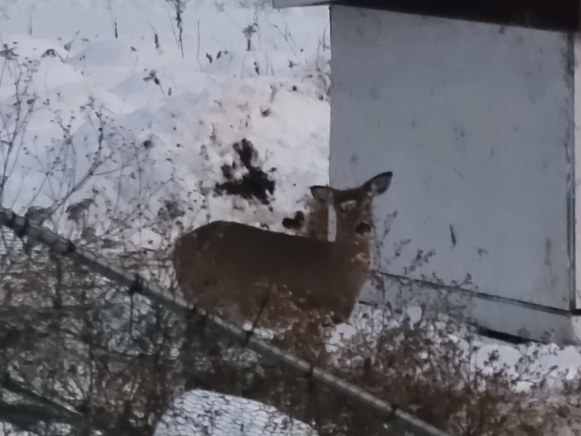 Wondered why I was going through 3x the feed I should.