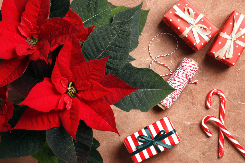 Secrets to Thriving Holiday Houseplants Secrets to Thriving Holiday Houseplants