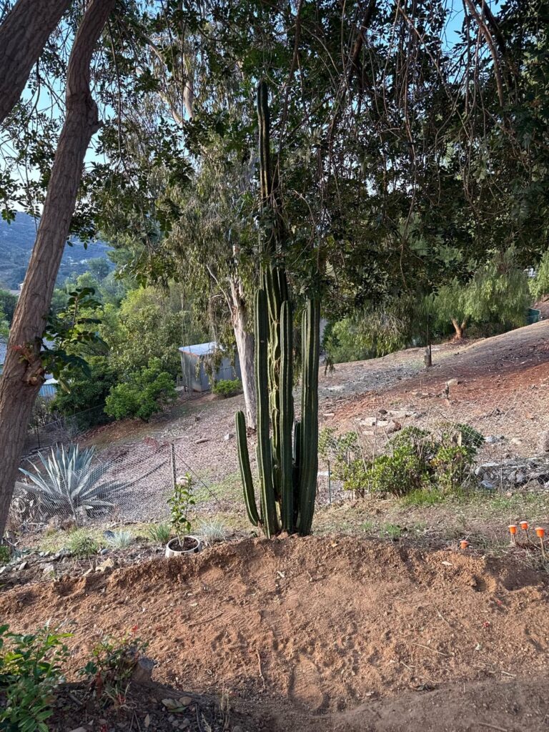 Is this a San Pedro?