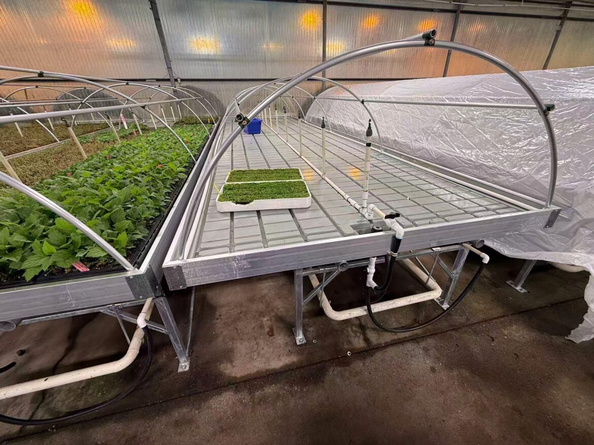 Efficient young plant nursery