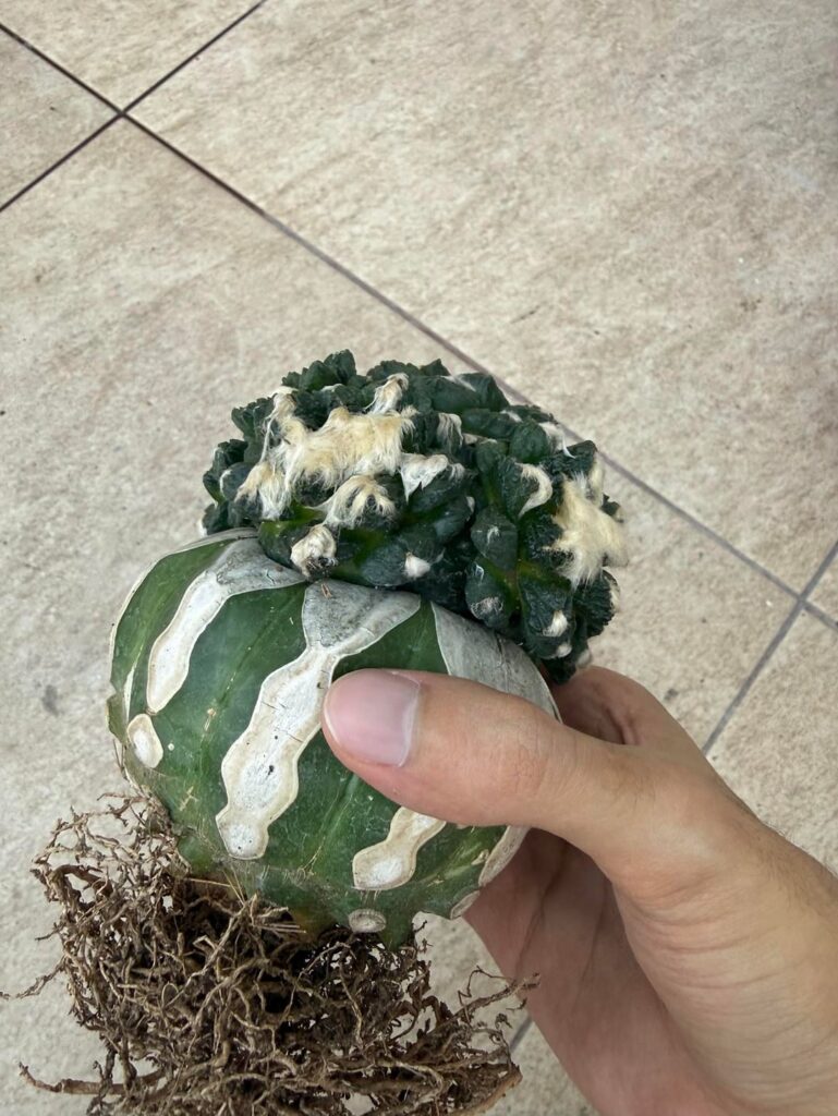 How to properly degraft this