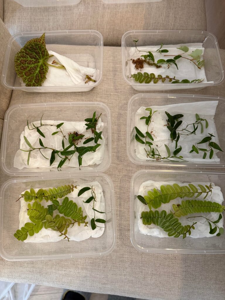 Help keep plants alive!