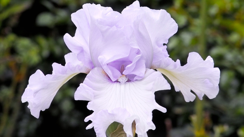 'Silverado' pale lavender iris in bloom.